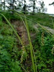Carex arnellii