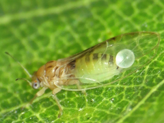 Bactericera minuta