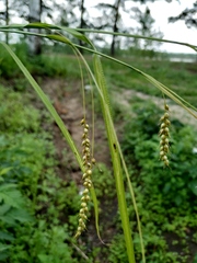 Carex arnellii