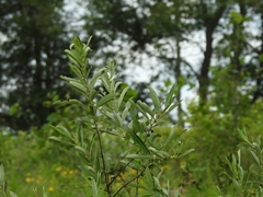 Salix humilis