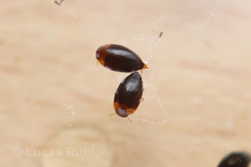 Suphisellus curtus