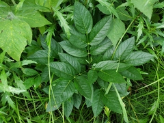 Dictamnus dasycarpus