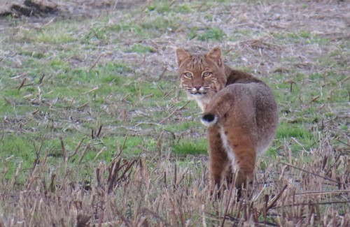 Bobcat photographed in North Carolina