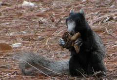 Sciurus niger niger