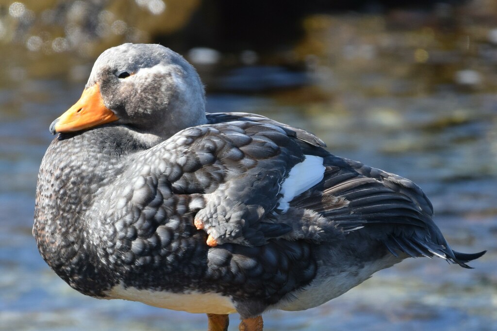 Falkland Steamer Duck