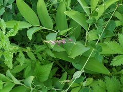 Vicia pseudo-orobus