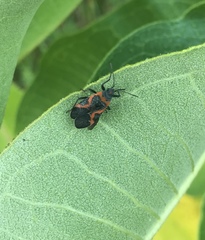 Lygaeus kalmii angustomarginatus