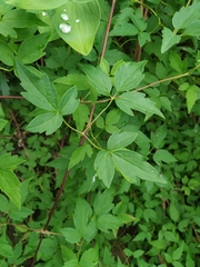 Clematis macropetala