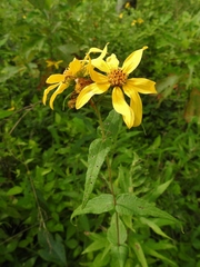 Helianthus divaricatus
