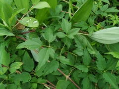 Clematis macropetala