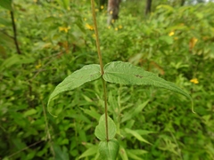 Helianthus divaricatus