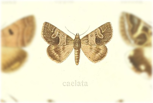 Cerocala caelata