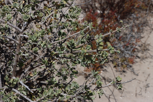 Image of Salvia lanceolata by (c) Tony Rebelo, some rights reserved (CC BY-SA)