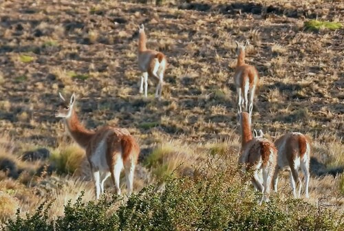 Guanaco
