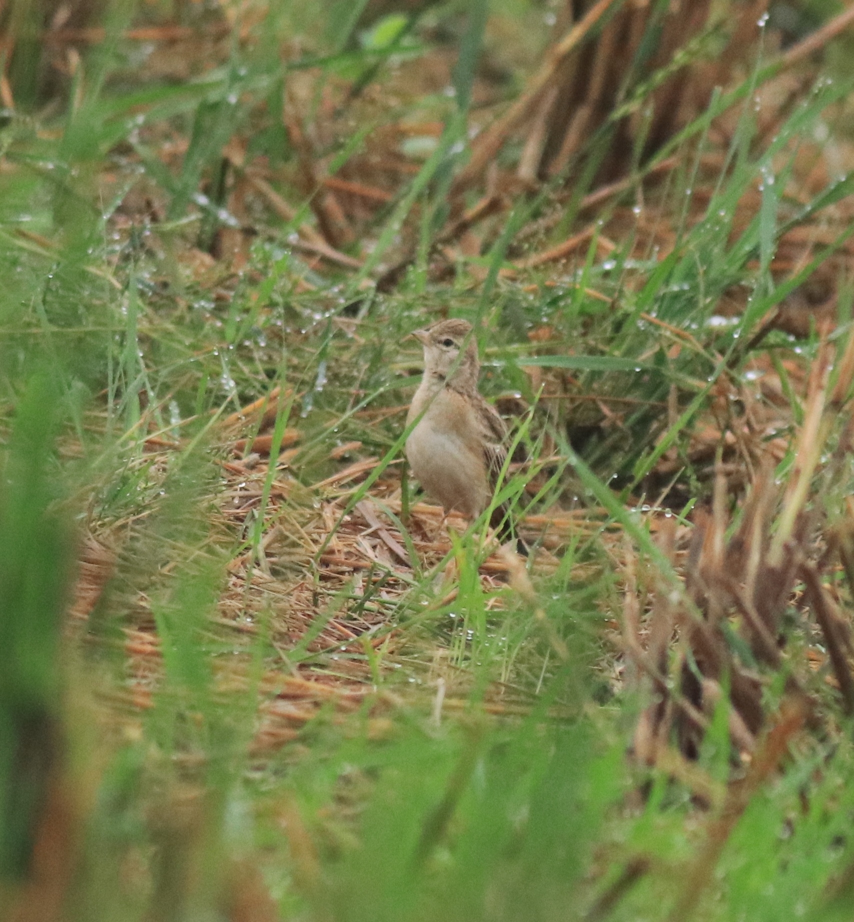 Mongolian Short-toed Lark (Calandrella dukhunensis)
