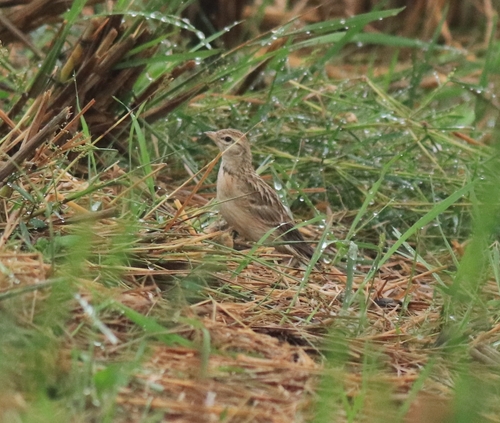 Mongolian Short-toed Lark (Calandrella dukhunensis), photo 7