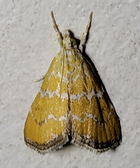 Xanthophysa psychicalis