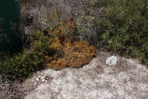 Image of Thesium spinosum by (c) Tony Rebelo, some rights reserved (CC BY-SA)