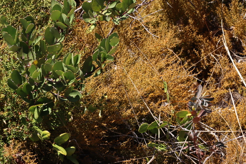 Image of Spiny Rootthug by (c) Tony Rebelo, some rights reserved (CC BY-SA)