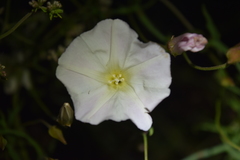 Calystegia macrostegia tenuifolia