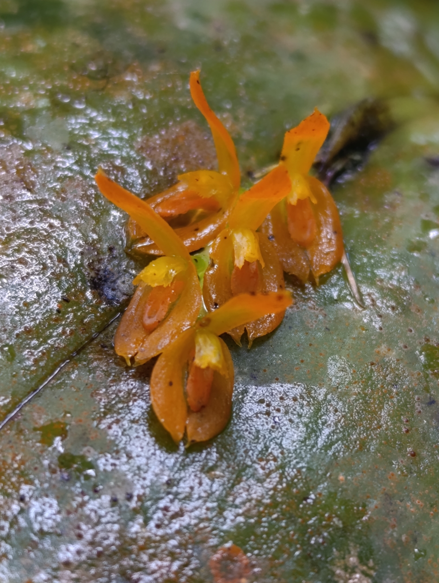 Imagem de Cipó-de-sapo