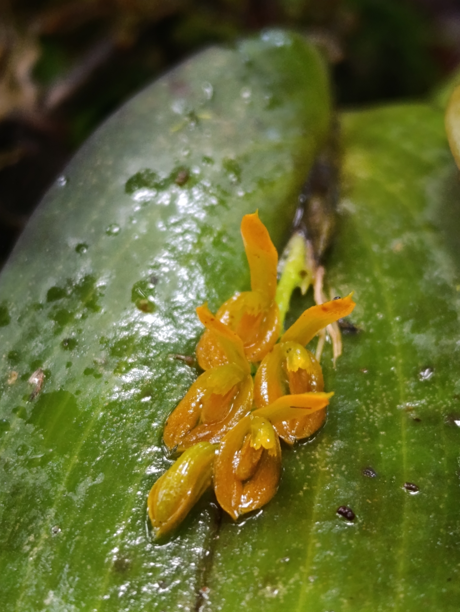 Imagem de Cipó-de-sapo