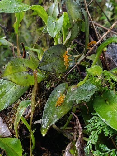 Foto de Cipó-de-sapo