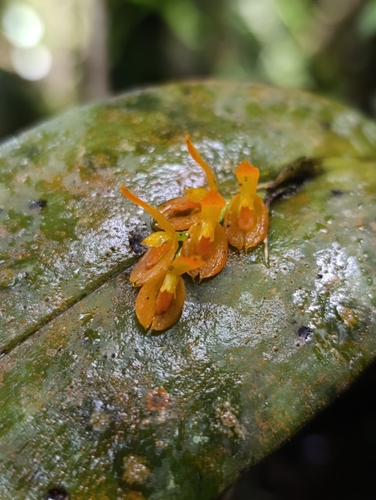 Foto de Cipó-de-sapo