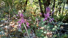 Allium carinatum pulchellum
