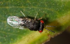Eurytominae