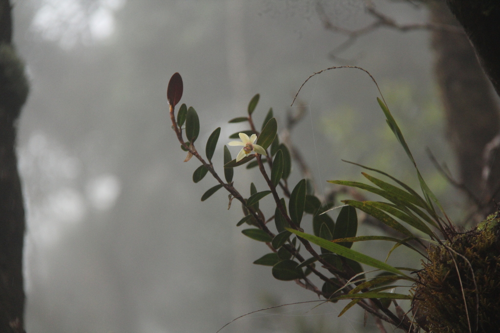 Dendrobium kinabaluense Ridl.
