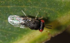 Eurytominae
