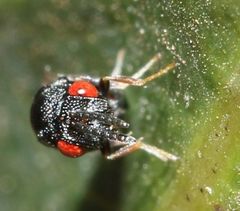 Eurytominae
