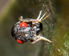 Eurytominae