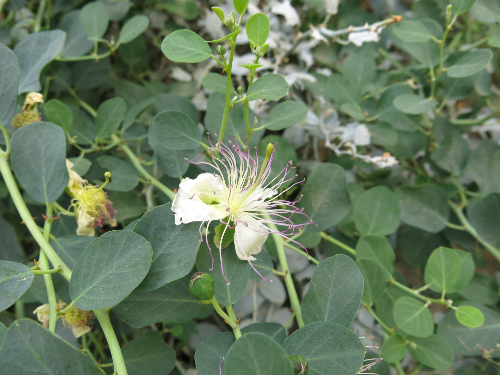 Egyptian Caper (Capparis aegyptia)