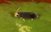 Rose Leaf Miner - Photo (c) Marie Lou Legrand, some rights reserved (CC BY-NC), uploaded by Marie Lou Legrand