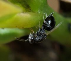 Eurytominae