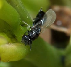 Eurytominae