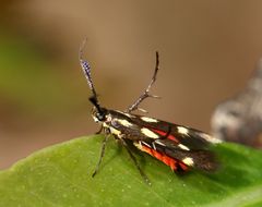 Eretmocera