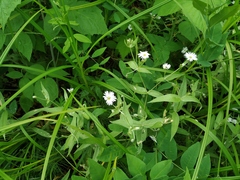 Stellaria radians