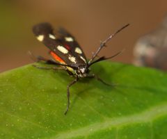 Eretmocera
