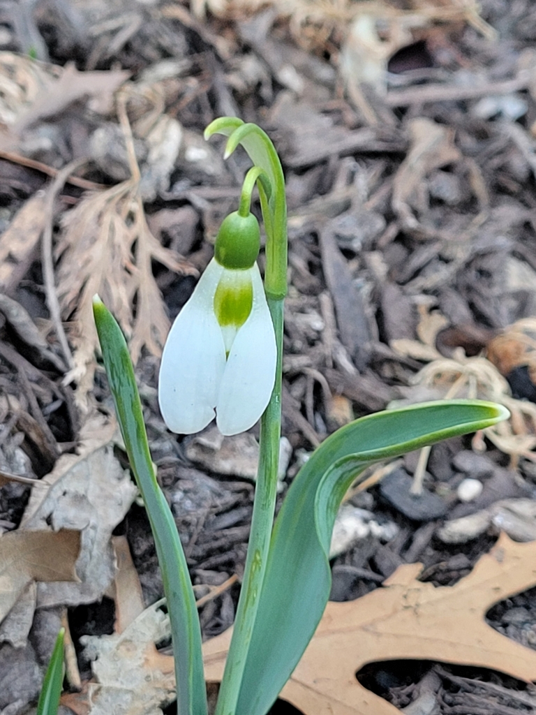 Galanthus elwesii, District of Columbia, District of Columbia County, US