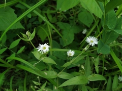 Stellaria radians