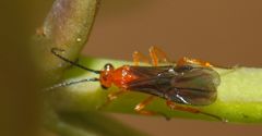 Rogadinae