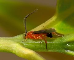 Rogadinae