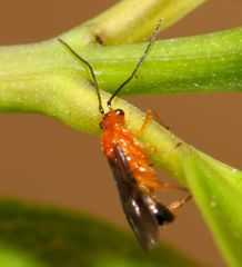 Rogadinae