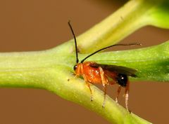 Rogadinae