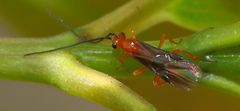 Rogadinae
