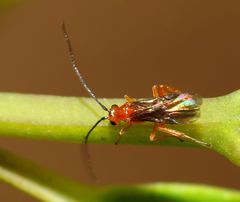 Rogadinae