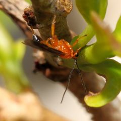 Rogadinae